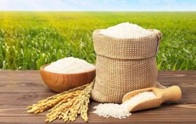 مراحل تولید برنج ایرانی