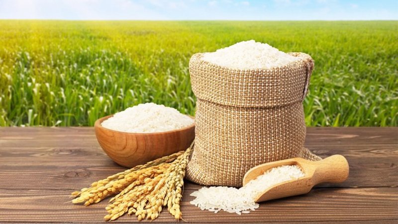 مراحل تولید برنج ایرانی