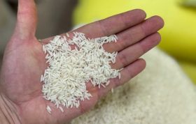 خواص برنج هاشمی گیلان