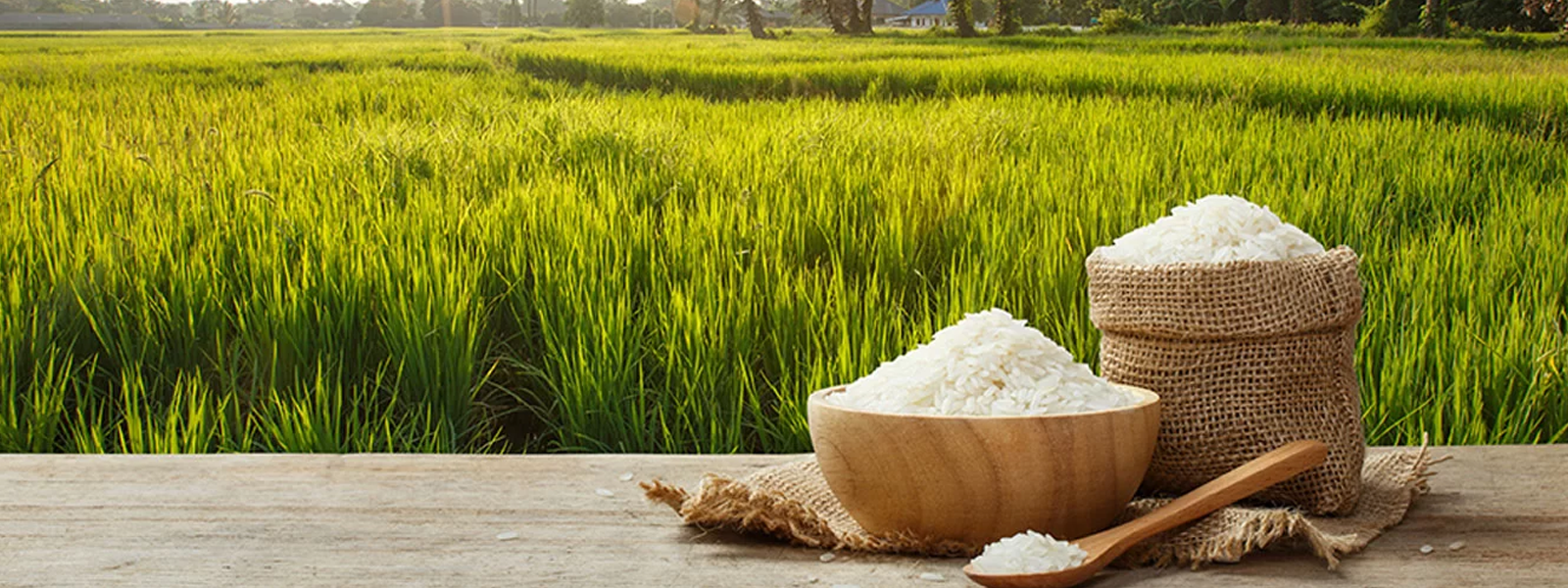 فرق برنج صدری با طارم