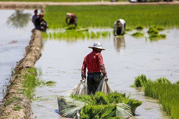از شالیزار تا سفره شما؛ فرآیند تولید برنج ایرانی باکیفیت