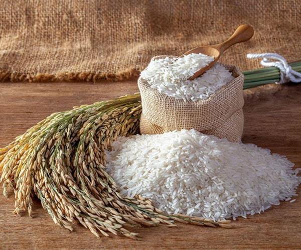 از شالیزار تا سفره شما؛ فرآیند تولید برنج ایرانی باکیفیت