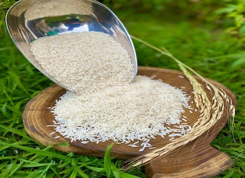 مقایسه برنج صدری با سایر برنج‌های شمال