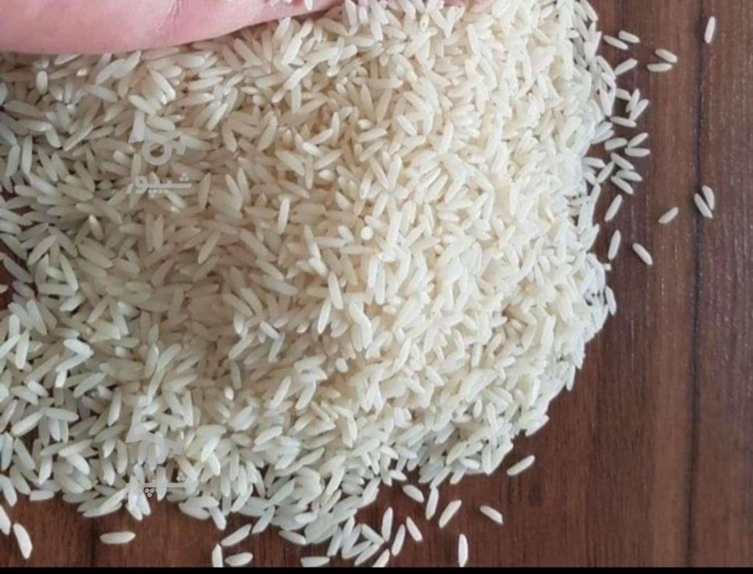 برنج طارم محلی گیلان؛ رقیب سرسخت هاشمی و صدری