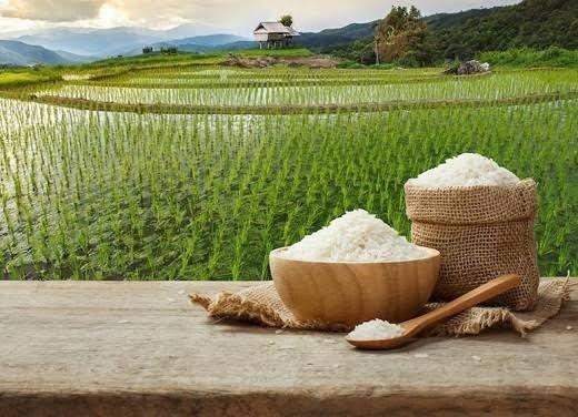 چرا برنج گیلان محبوبترین برنج ایرانی است؟