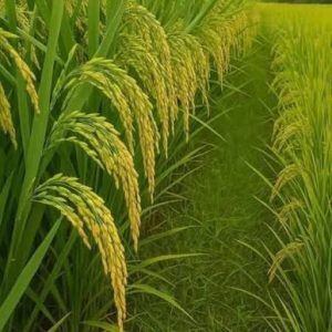برنج سفره شمال 10 کیلوگرم برنج سفره شمال 10 کیلوگرم