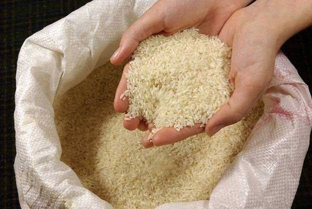 خرید برنج شمال برای جهیزیه و مصرف خانوادگی؛ چه مدلی بهتر است؟