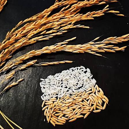 برنج دم سیاه؛ چرا قیمت بالاتری دارد و ارزشش را دارد؟