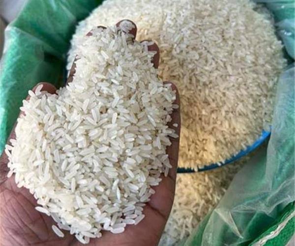 برنج صدری دمسیاه؛ خاصترین برنج شمال